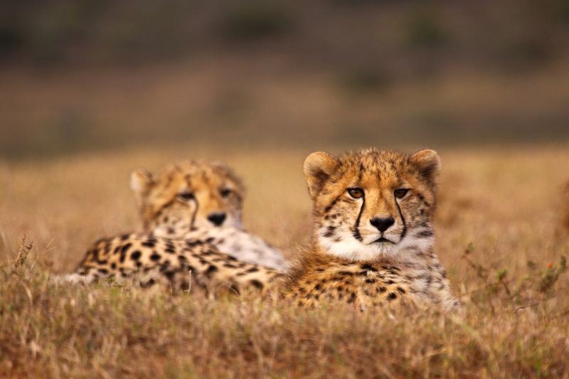 Shamwari 2 cheetahs