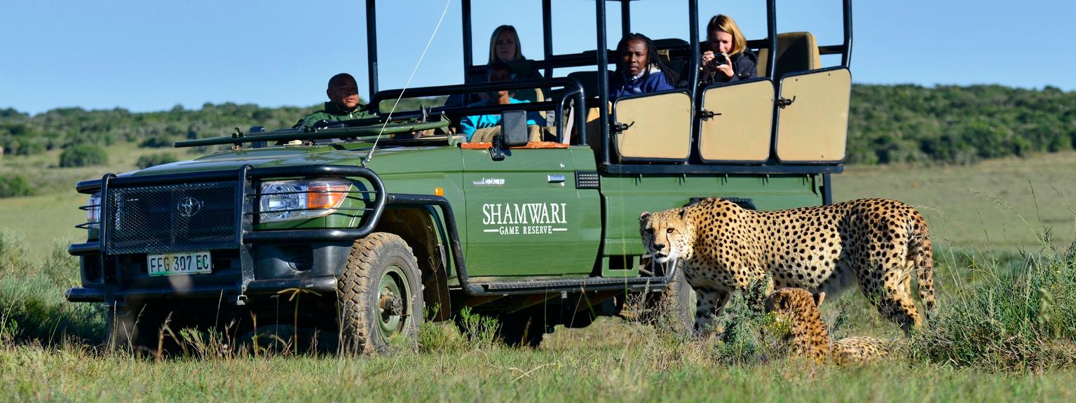 Shamwari Cheetah Game Drive