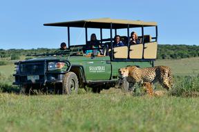 Shamwari Cheetah Game Drive
