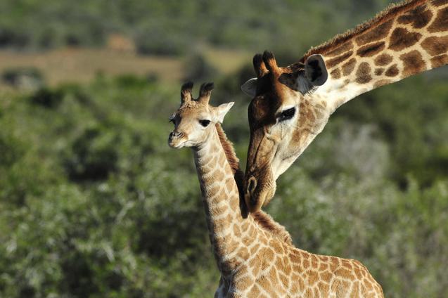 Shamwari Giraffe with calf