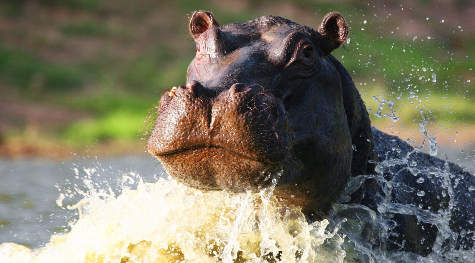 Shamwari Hippo