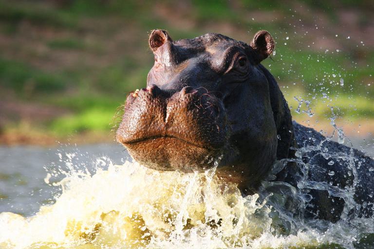 Shamwari Hippo