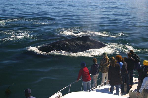 The Marine Hermanus Whale Watching