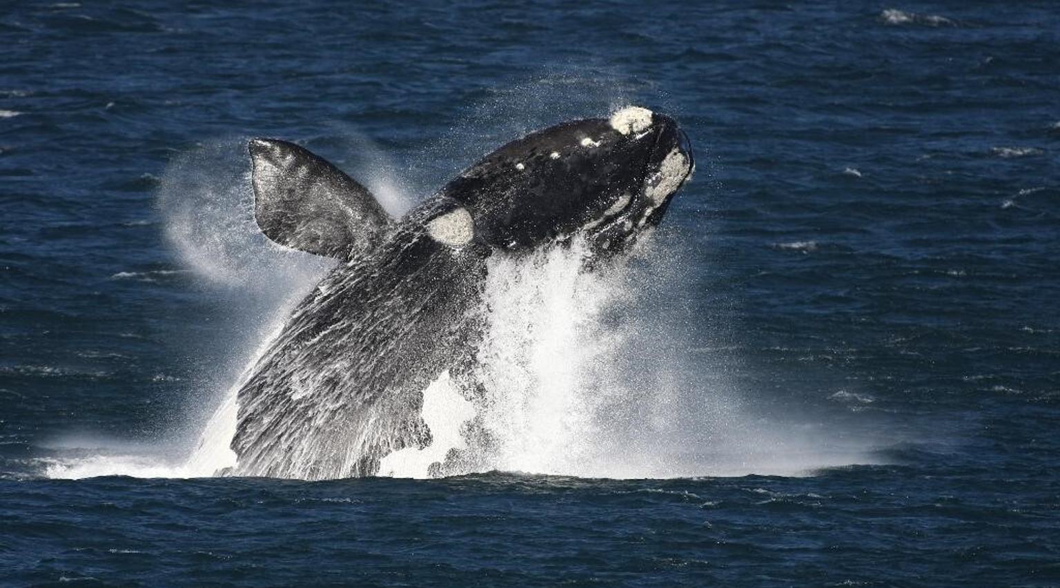 Whale Breaching The Marine Hermanus