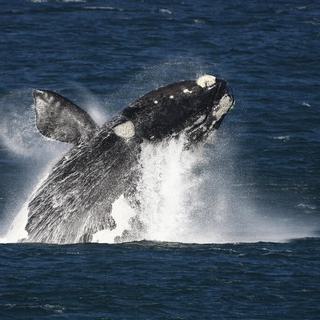 Whale Breaching The Marine Hermanus