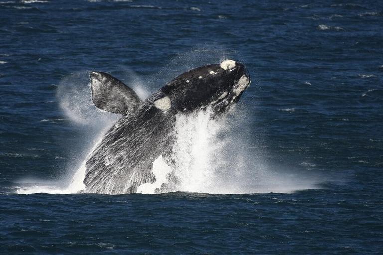 Whale Breaching The Marine Hermanus