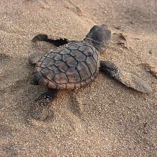 Thonga Beach Lodge Turtle Tracking seasonal