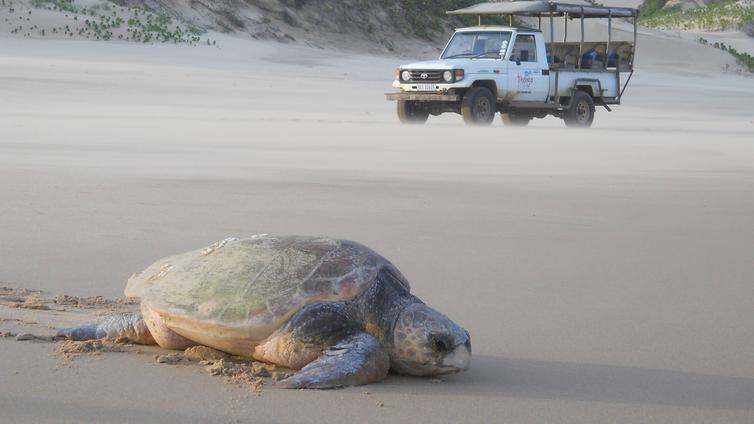 Thonga beach turtle on beach