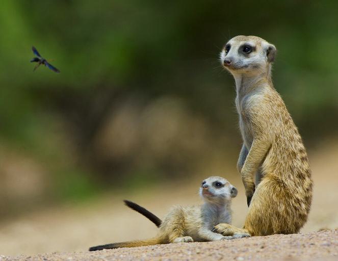 2 Meerkat looking at dragonfly