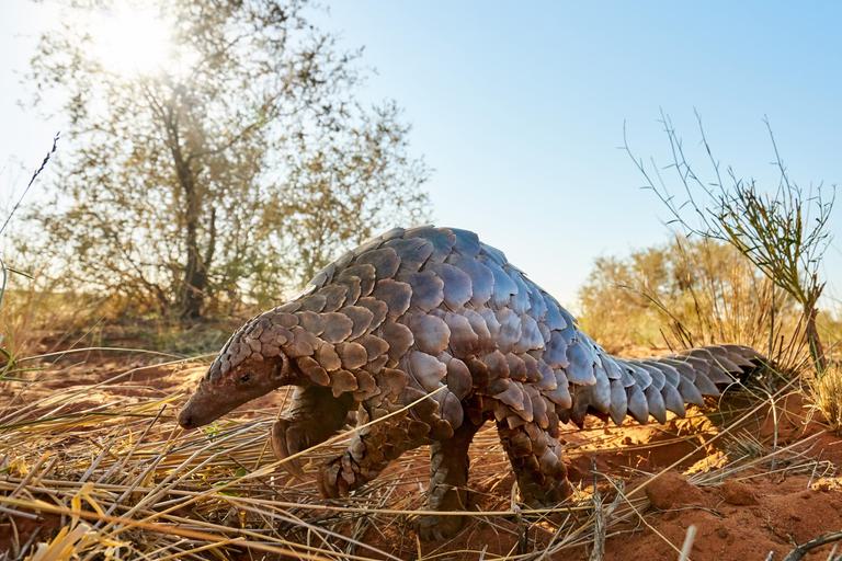 Pangolin walking Tswalu