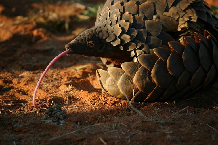 Pangolin with long tongue Tswalu