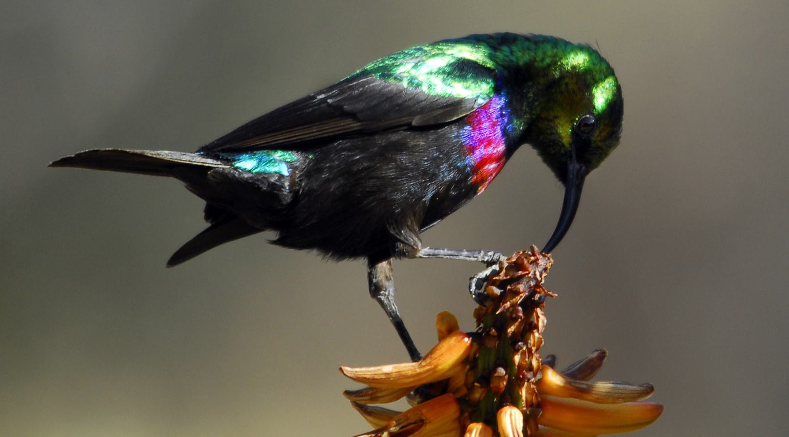 Sunbird Tswalu