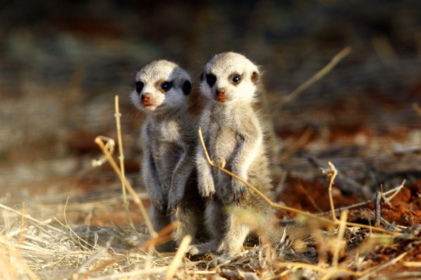 Two Baby meerkats Tswalu