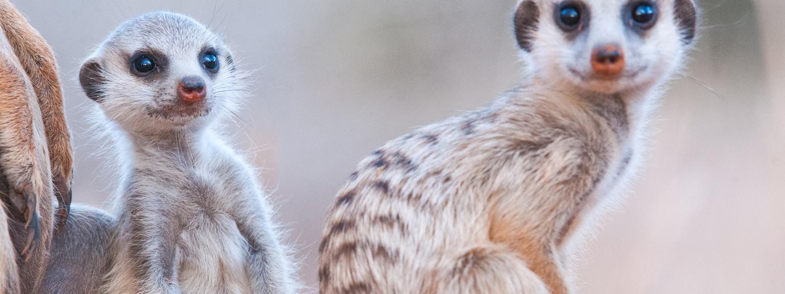 Two Habituated meerkats Tswalu