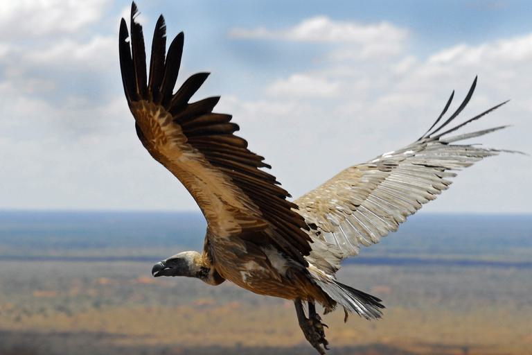 Vulture flying Tswalu