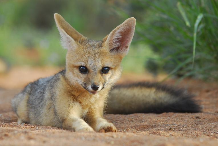 Young Jackal Tswalu