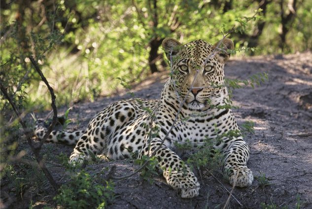 Leopard Tuningi