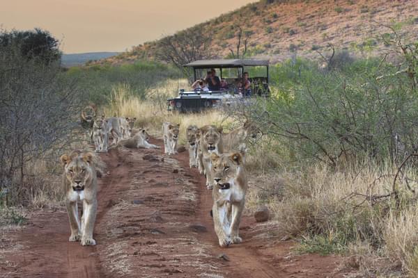 Pride of Lions Tuningi Game Drives