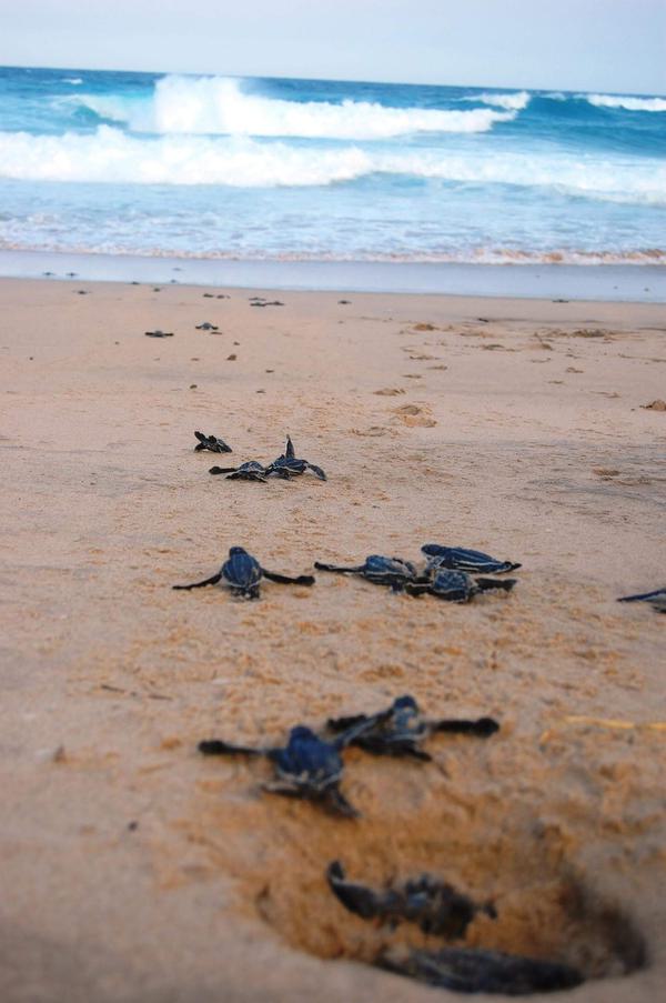 Turtles on beach Kosi Forest