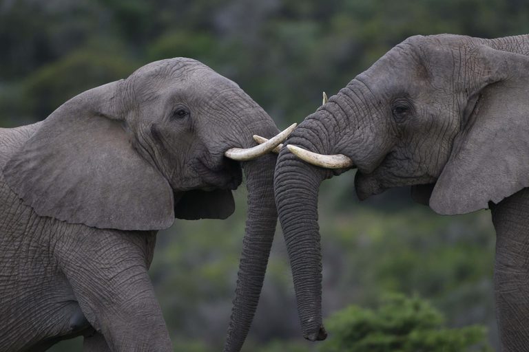 Two elephants Pumba