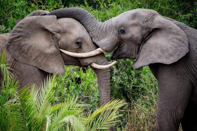2 elephants playing with trunks and Beyond Kirkman s Kamp