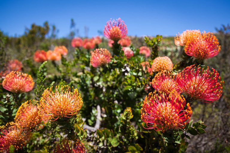 Grootbos destination reserve