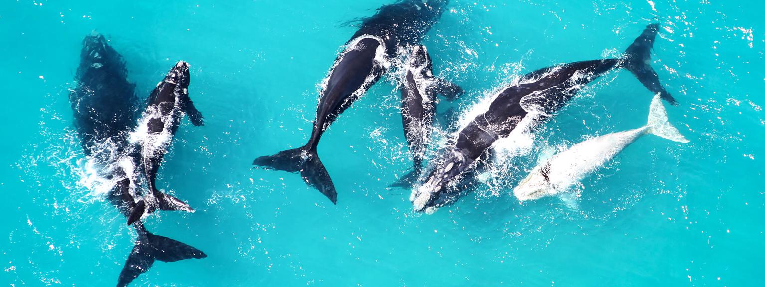 Whale watching air Grootbos