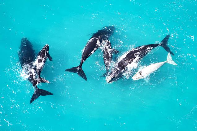 Whale watching air Grootbos