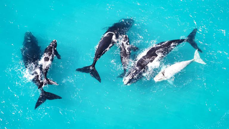 Whale watching air Grootbos