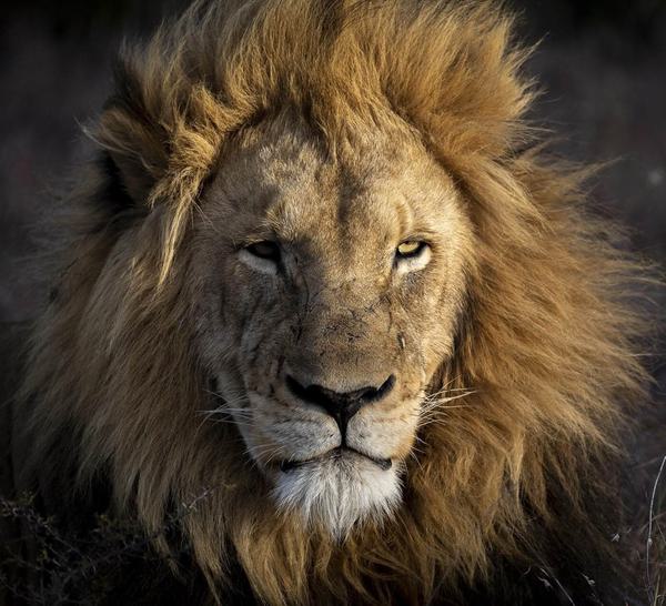 Alpha Lion Pumba Card