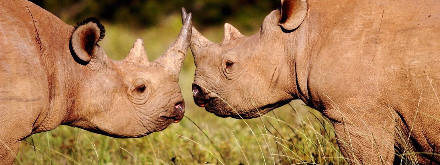 2 rhino head to head at Shamwari Eastern Cape card