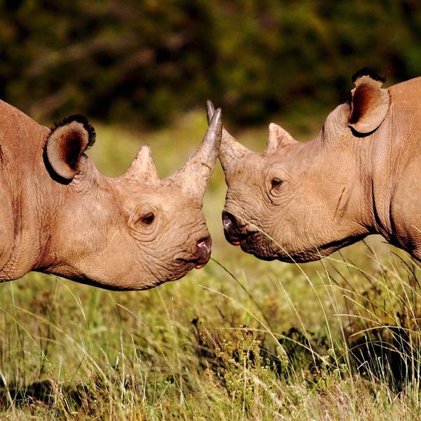 2 rhino head to head at Shamwari Eastern Cape