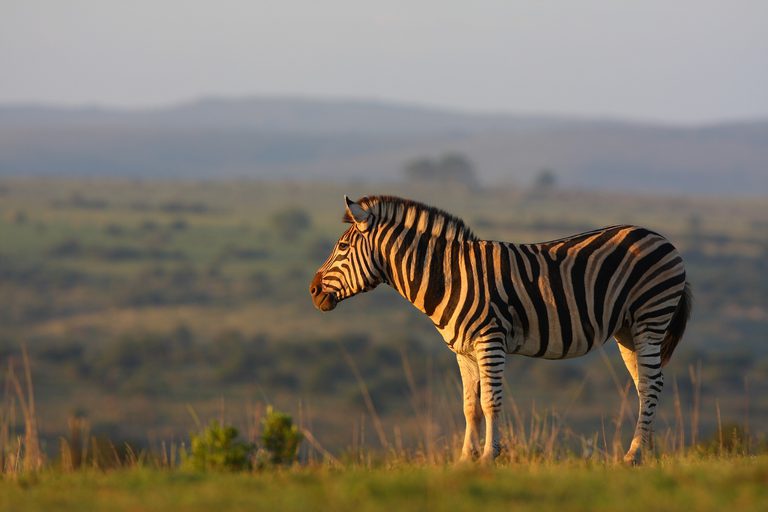 Lone sunlit zebra Shamwari Eastern Cape
