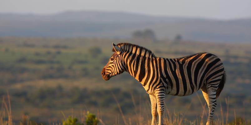 Lone sunlit zebra Shamwari Eastern Cape