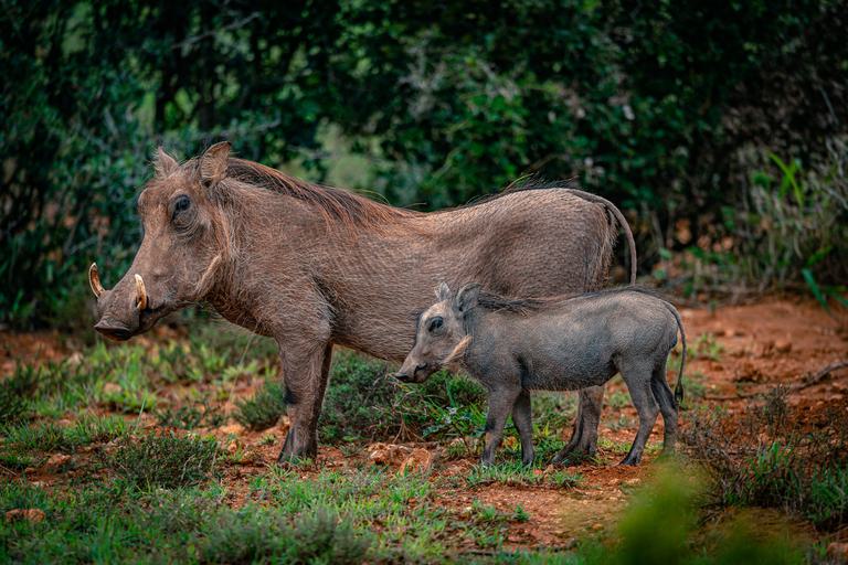 Warthogs at Eastern Cape SAT