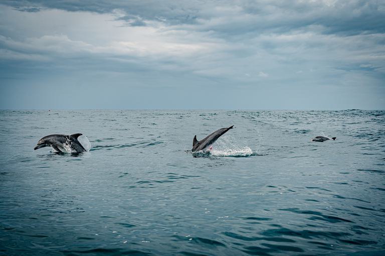 Dolphins in sea Durban Coast KZN SAT