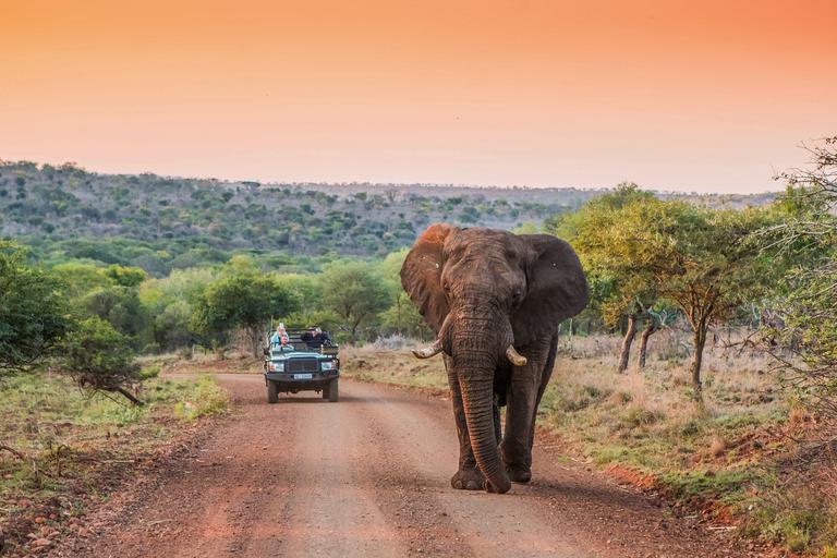 Elephant on track in front of vehicle at sunset Manyoni KZN
