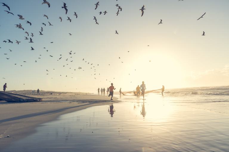 Sardine run ZKN beach SAT