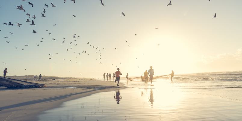 Sardine run ZKN beach SAT