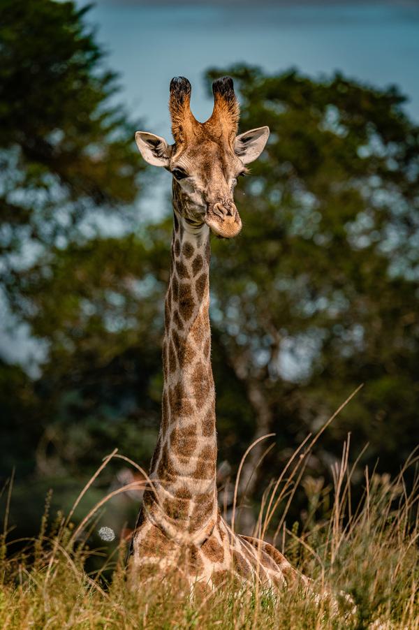 Giraffe at Phezulu Safari SAT