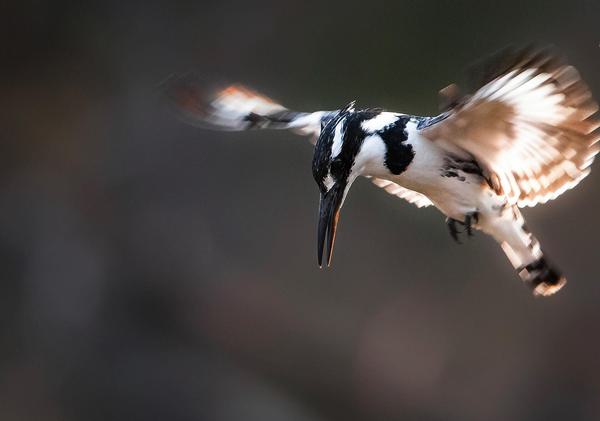 Bird in flight photographic safari Kapama Game Reserve