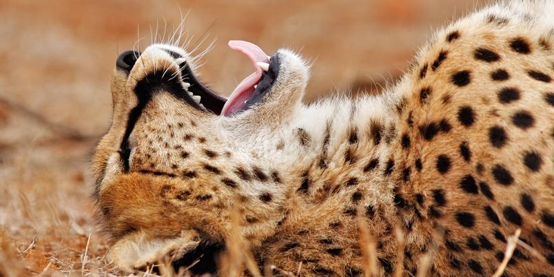 Cheetah yawning Kruger SS