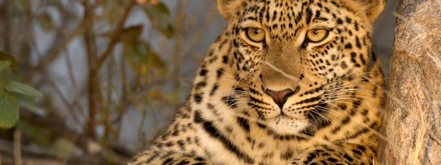 Kruger Leopard in sunlight card card