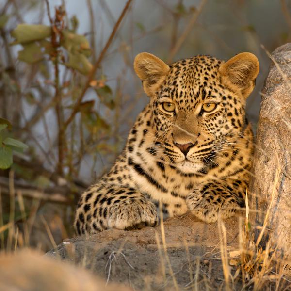 Kruger Leopard in sunlight card card