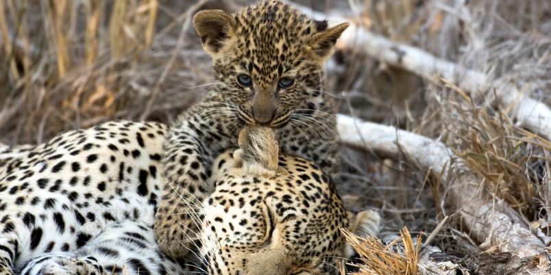 Kruger young leopard biting ear of leopardess
