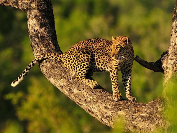 Leopard in tree Kruger Itinerary Hero SS