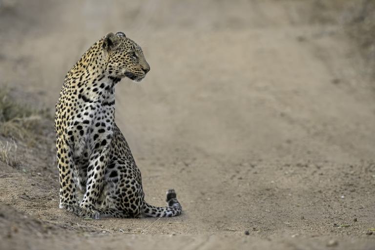 Leopard sitting to left Thornybush