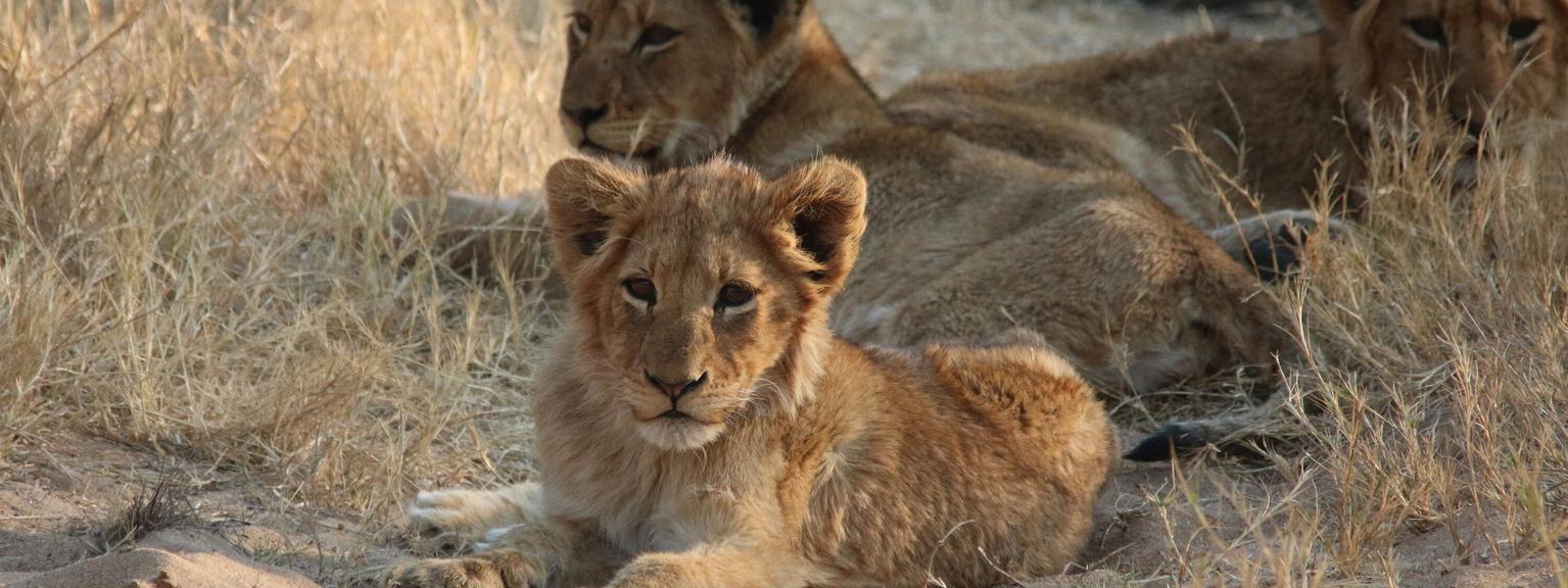 Lion cubs Thornybush Nature Reserve
