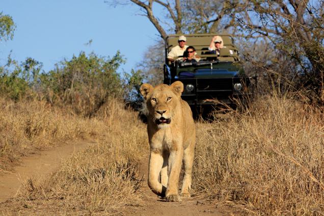 Lion walking down track vehicle in background Malamala
