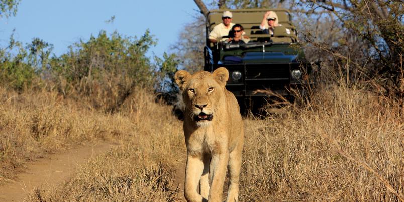 Lion walking down track vehicle in background Malamala